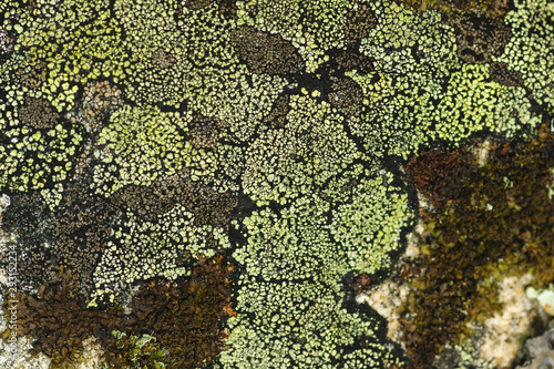 Rizhocarpon geographicum lichen on granite rock