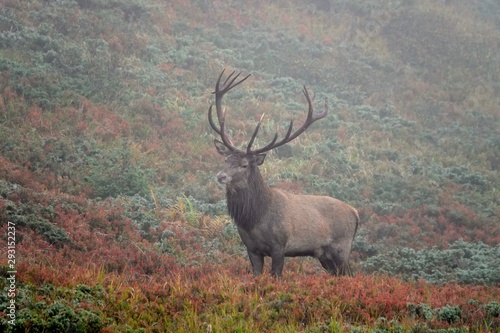 The rut of the red deer on the mountain on a foggy evening