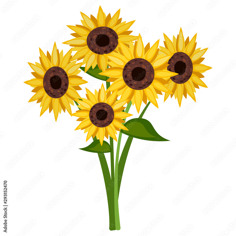 Obraz premium Sunflower isolated on white background, Vector Sunflower.