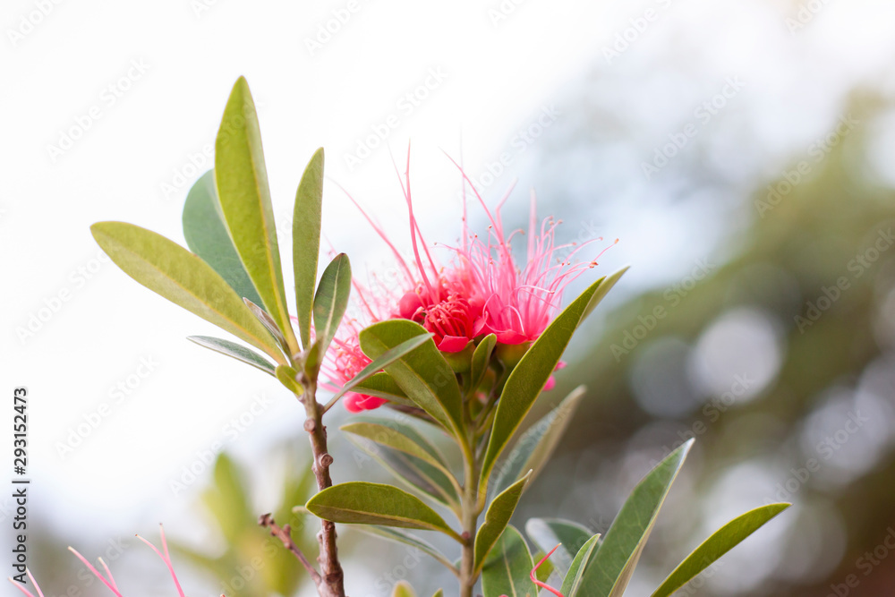 Red golden penda, expo gold, first love, love at first sight on blur nature background in the garden. Red golden penda, expo gold, first love, love at first sight on blur nature background in the garden.