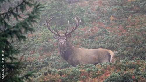 The rut of the red deer on the mountain on a foggy evening © Chamois huntress