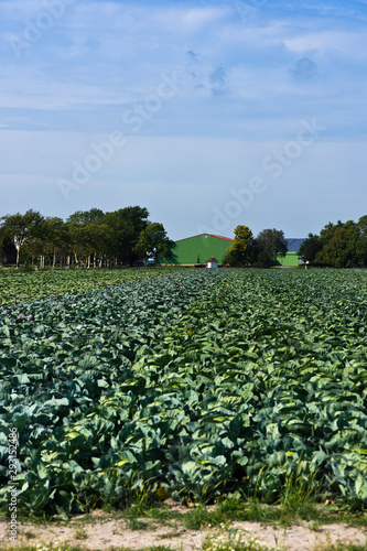 Kohlanbau im Karolinenkoog in Dithmarschen photo