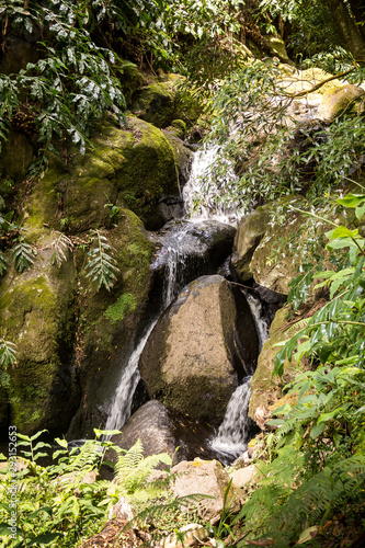 Fresh nature in the forest at Sao Miguel
