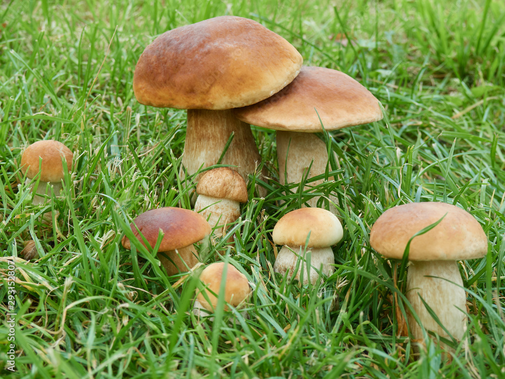 Beautiful bunch of fresh mushrooms among the grass in a sunny meadow Beautiful bunch of fresh mushrooms among the grass in a sunny meadow