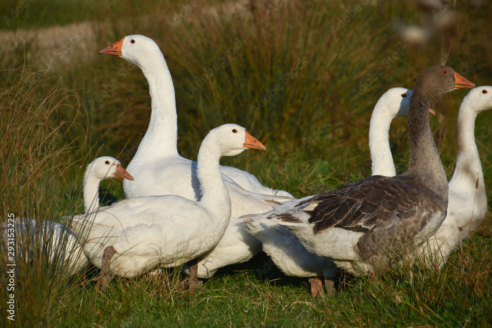 White and gray geese grazing in a green meadow close-up White and gray geese grazing in a green meadow close-up