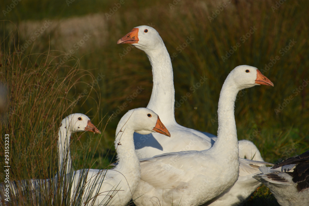 White geese grazing in a green meadow close-up White geese grazing in a green meadow close-up