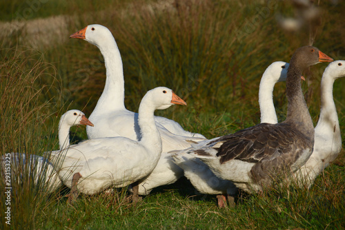 White and gray geese grazing in a green meadow  close-up