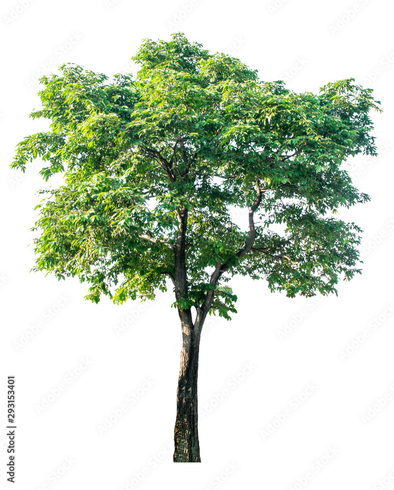 Obraz premium Large trees with edible fruits are completely separated from the white background.