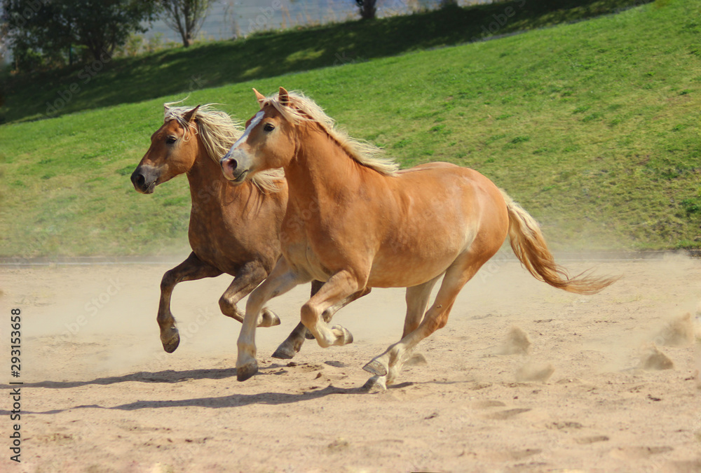 mountain Austrian breed of horses, golden horses with a white mane run play together, mountain Austrian breed of horses, golden horses with a white mane run play together,