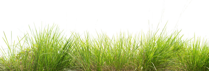 green grass isolate on white background