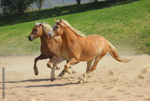 mountain Austrian breed of horses, golden horses with a white mane run play together,