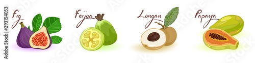 Exotic delicious fresh fruits in row fig, feijoa, longan, papaya. Natural healthy products, organic food. Best for vegetarian, vegan cuisine. Cartoon vector set isolated on white background.