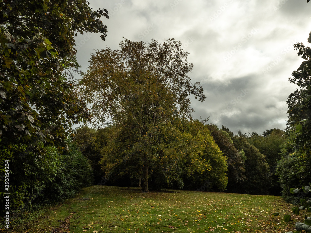 Obraz premium OLYMPUS DIGITAL CAMERA - THE TREE