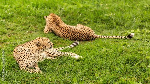Canvas Print Close Cheetahs
