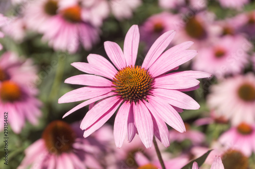 Closeup of a coneflower blooming in a perennial border