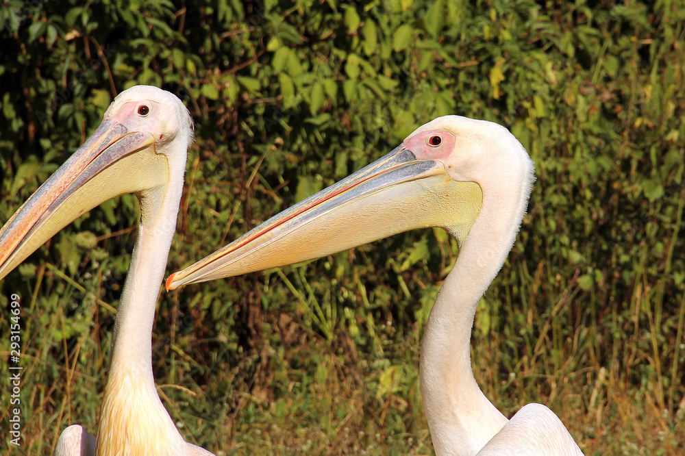 Pelecanus. Pelicans on the background of trees. Sea bird Pelecanus. Pelicans on the background of trees. Sea bird