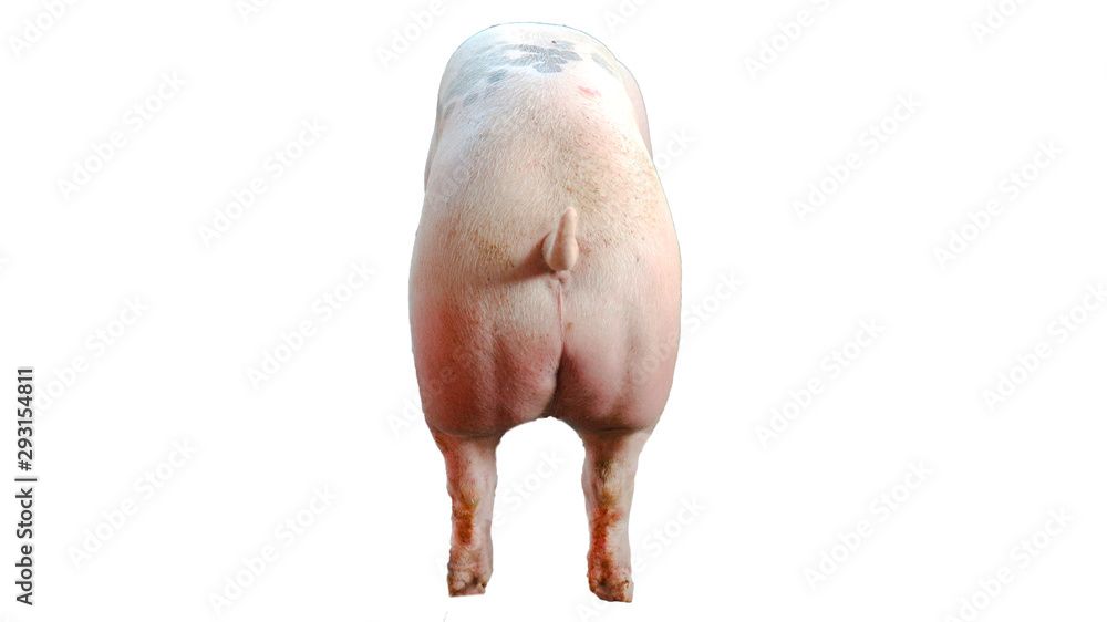One white pig standing on a white ground One white pig standing on a white ground