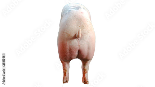  One white pig standing on a white ground