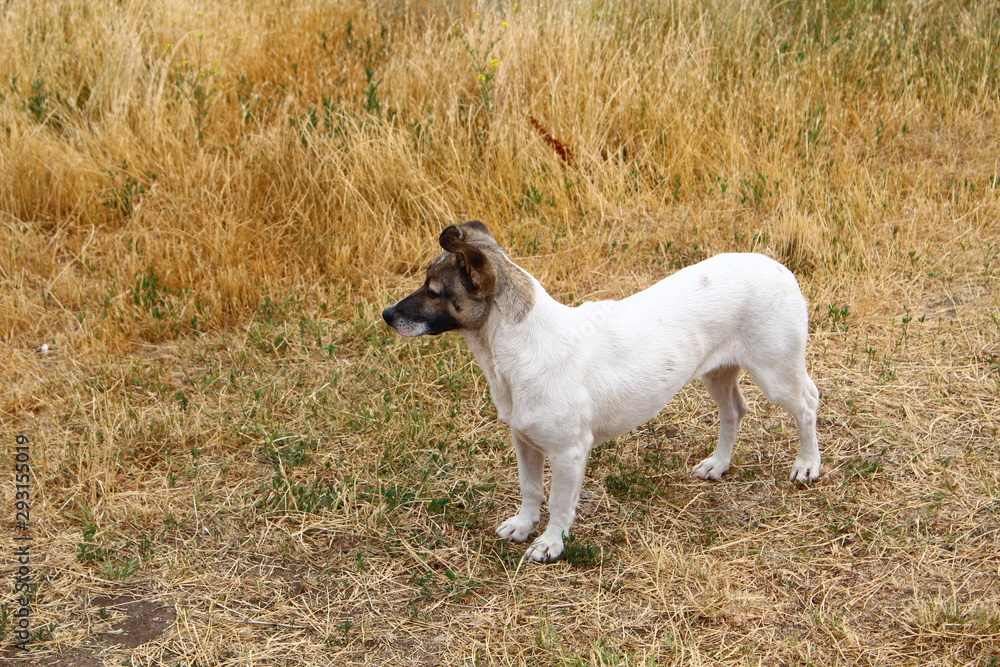 dog in dry grass