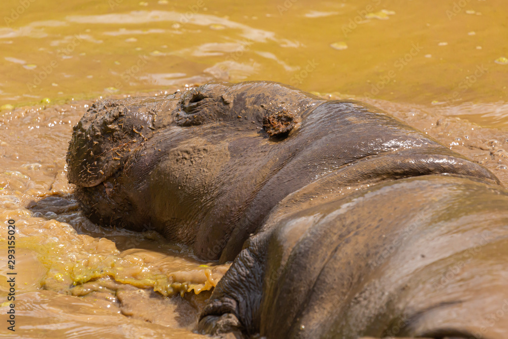 Fototapeta premium Hippo portrait
