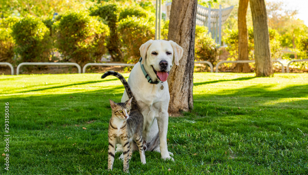 dog and cat two domestic pets portrait in park outdoor scenery landscape natural environment in walking time dog and cat two domestic pets portrait in park outdoor scenery landscape natural environment in walking time