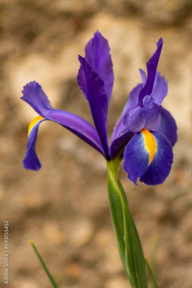 fleur iris mauve jardin Stock Photo | Adobe Stock