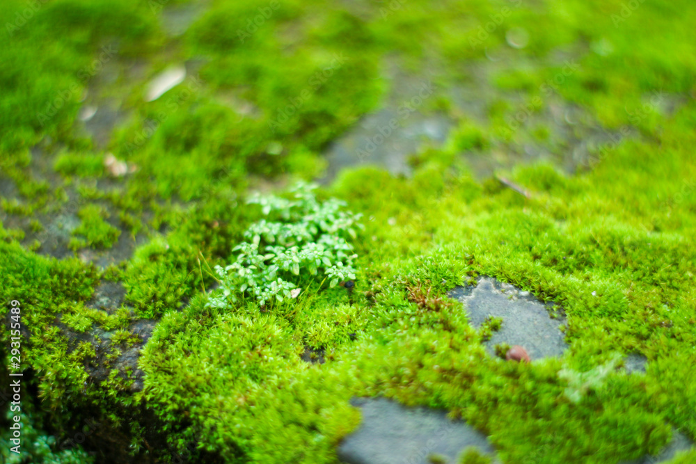 Obraz premium moss on green background