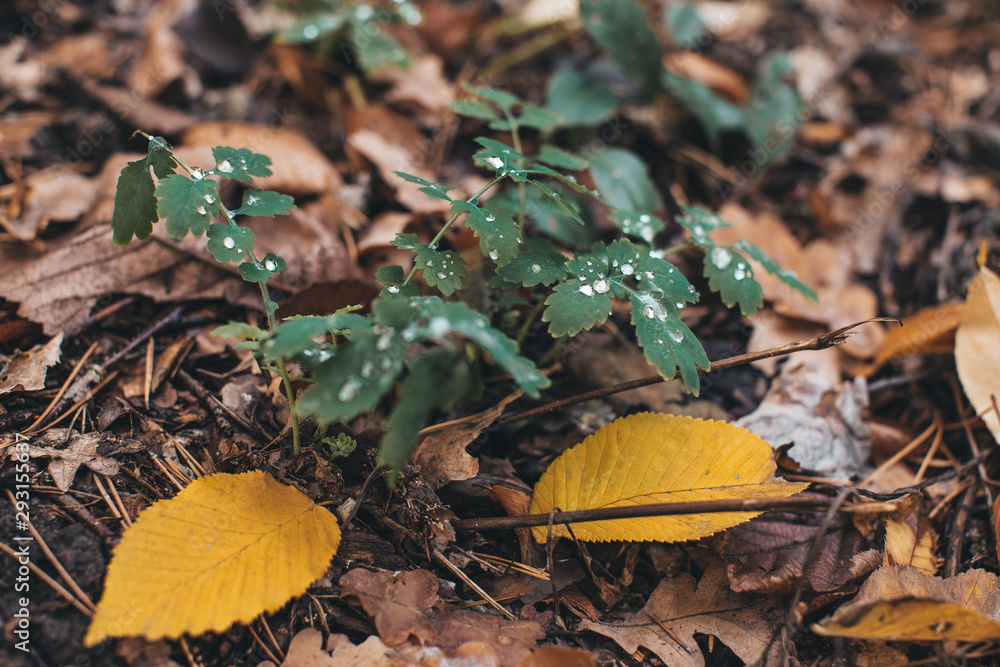dew on leaves in the forest dew on leaves in the forest