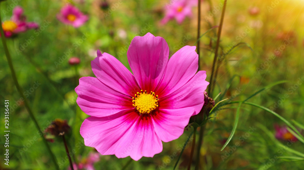 Beautiful cosmos flowers in the morning in Thailand. Beautiful cosmos flowers in the morning in Thailand.