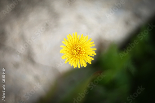 Wallpaper Mural flowers screen saver Torontodigital.ca