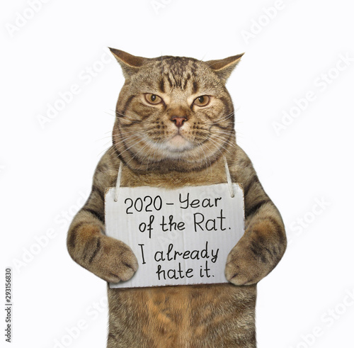 On the neck of the cat hangs a sign with the inscription " 2020 - Year of the Rat. I already hate it ". White background. Isolated.