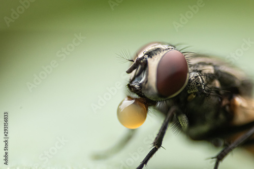 The Thirsty Housefly © Aryan Singh