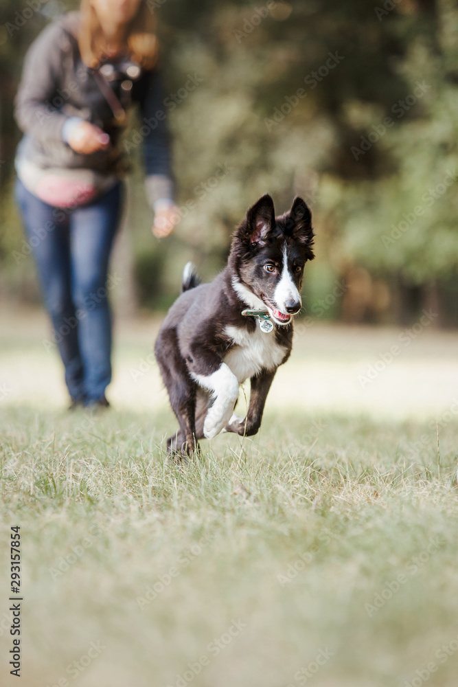Border collie dog on a walk. Dog training. Active dog.