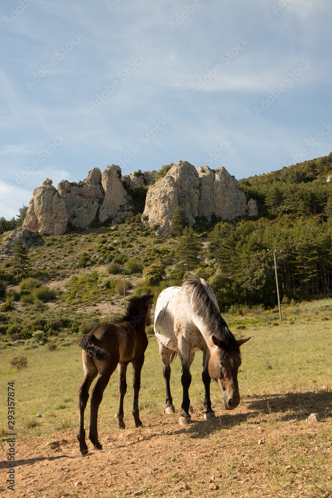 Fototapeta premium wild horses in the field