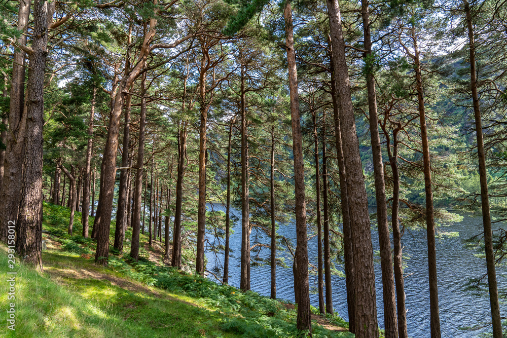 Fototapeta premium Pine forest on the lake road in Glendalough Upper lake.