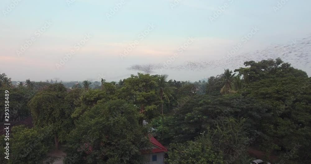 aerial drone shot of flocks of bats flying over the trees at night time aerial drone shot of flocks of bats flying over the trees at night time