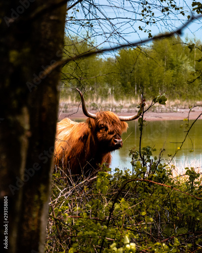 Obraz na plátně A scottish highlander taking a peak around the tree