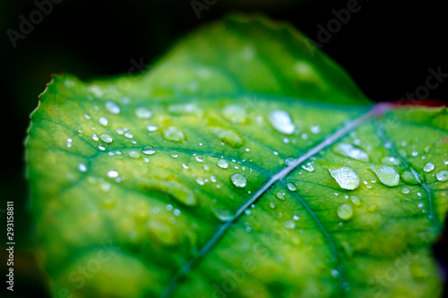 Photography Fresh Water Drops on Leaf Macro Closeup