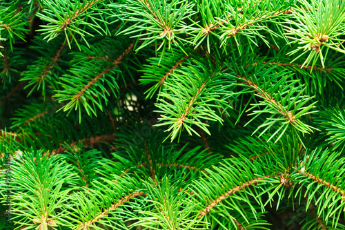 green spiny branches of fir or pine, background