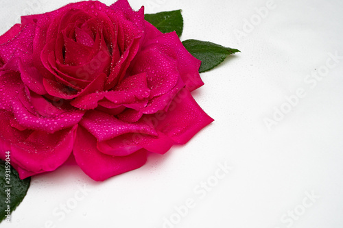 Beautiful big hot pink rose on white background. The concept of tenderness and love.