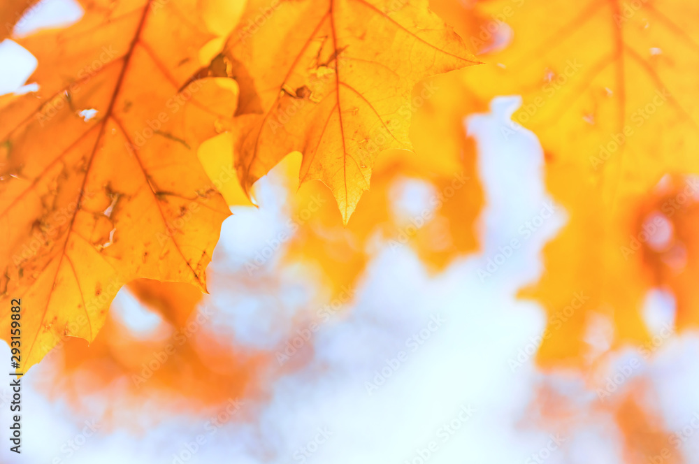 Orange maple leaves on blurred autumn park background
