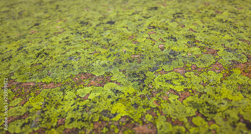 Grüne Textur. Moos auf rotem Stein. Green texture. Green moss on red rock.