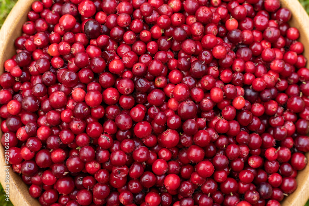 Red lingonberries in a round wooden plate on a background of green grass Red lingonberries in a round wooden plate on a background of green grass