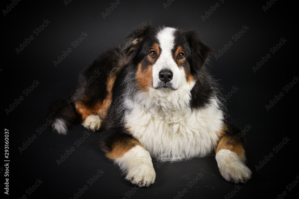 dreifarbiger australian shepherd Hund im Fotostudio