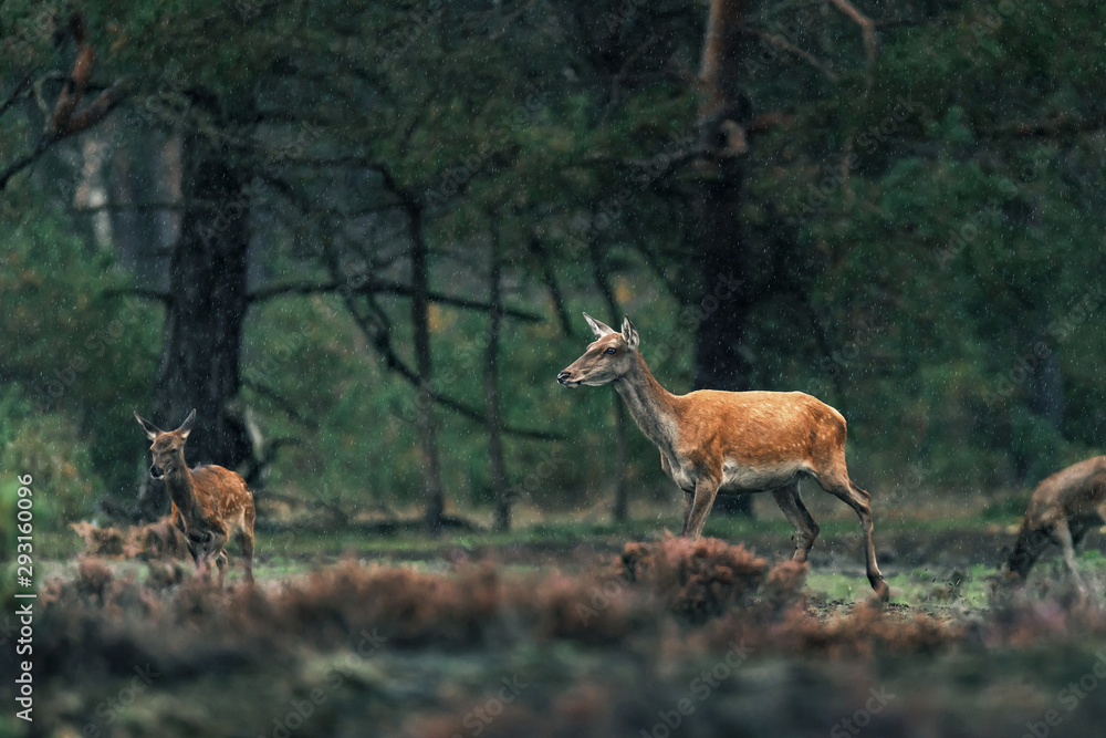Fototapeta premium Three red deer doe in rainy heather landscape.