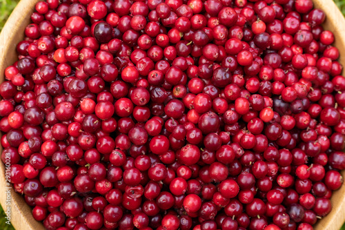 Red lingonberries in a round wooden plate on a background of green grass