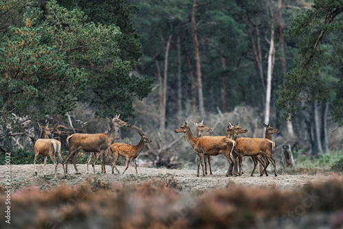 Herd of red deer doe in rain.