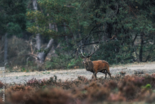 Red deer stag in rain in heather landscape.
