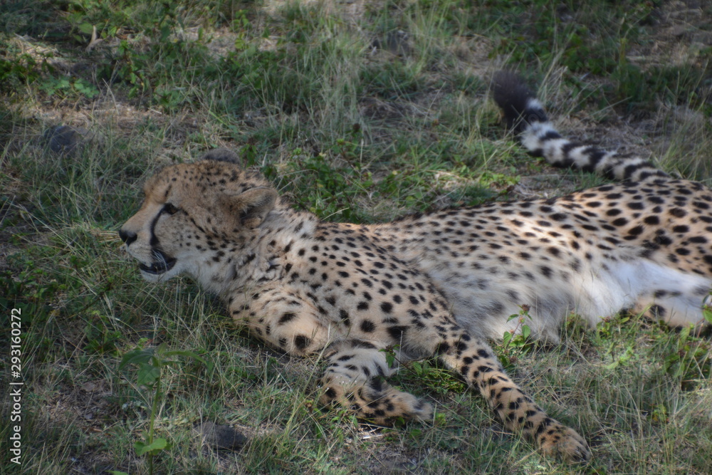 Gepard Gepard