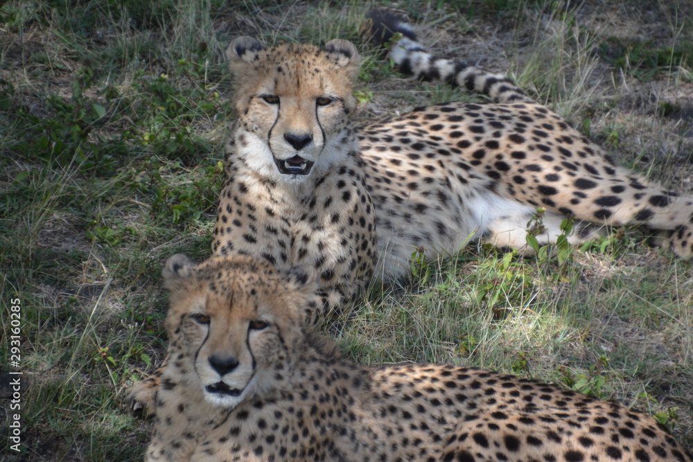 Gepard Gepard